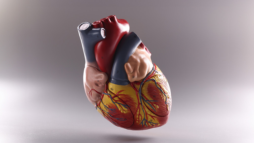 Bildet kan inneholde: organer, planter, celler 